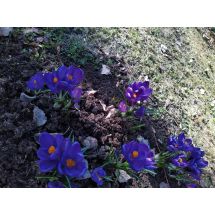 Blue crocuses