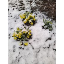 Daffodils in the snow