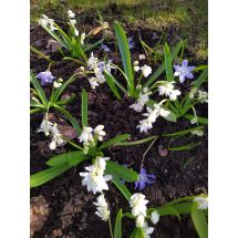 Spring beauties