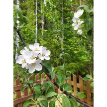 Apple tree blooms 1