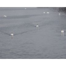 Swans in Hamburg