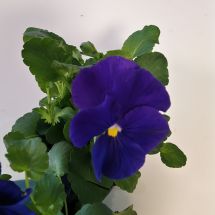 Viola