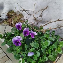 Violets in spring