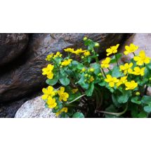 2016-05-15 Marsh marigold