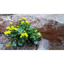 Marsh marigold 8