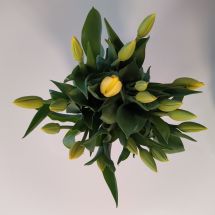 Yellow tulips