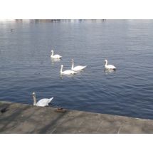 Alster 4