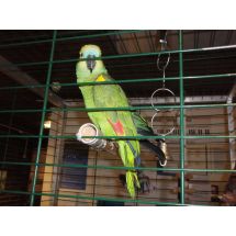 Seamen's Church parrot