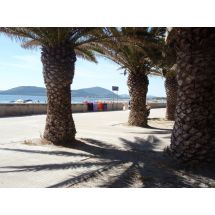 Palm trees on the promenade 1