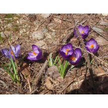 2013-05-01 Purple crocuses