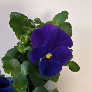 Viola 1