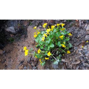 Marsh marigold 2