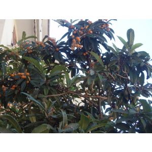 Mandarin tree