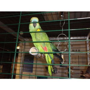 Seamen's Church parrot