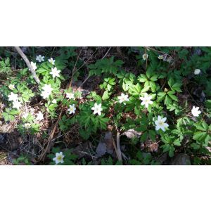 Wood anemones 2