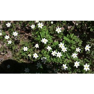 Wood anemones 1