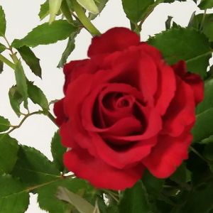 Red rose 1