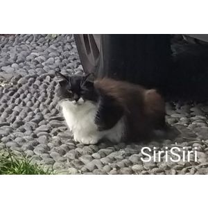 Gato do Funchal