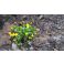 2016-05-15 Marsh marigold