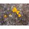 2013-05-01 Crocuses