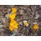 2013-05-01 Crocuses