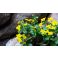 2016-05-15 Marsh marigold